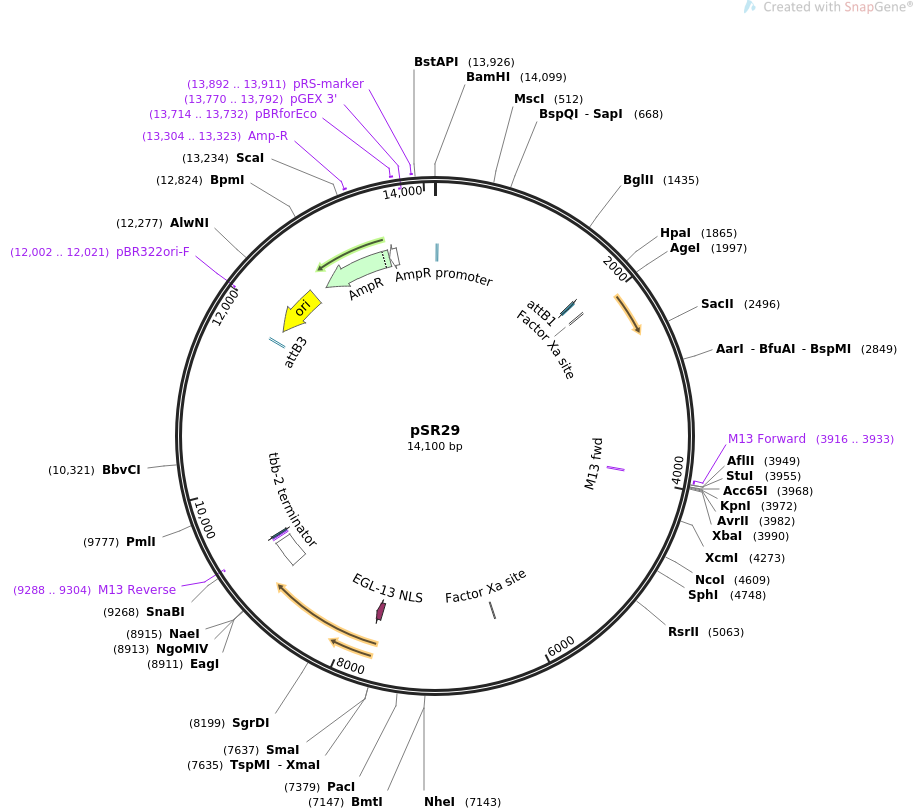 69255-plasmid-map-sequence-id-122063