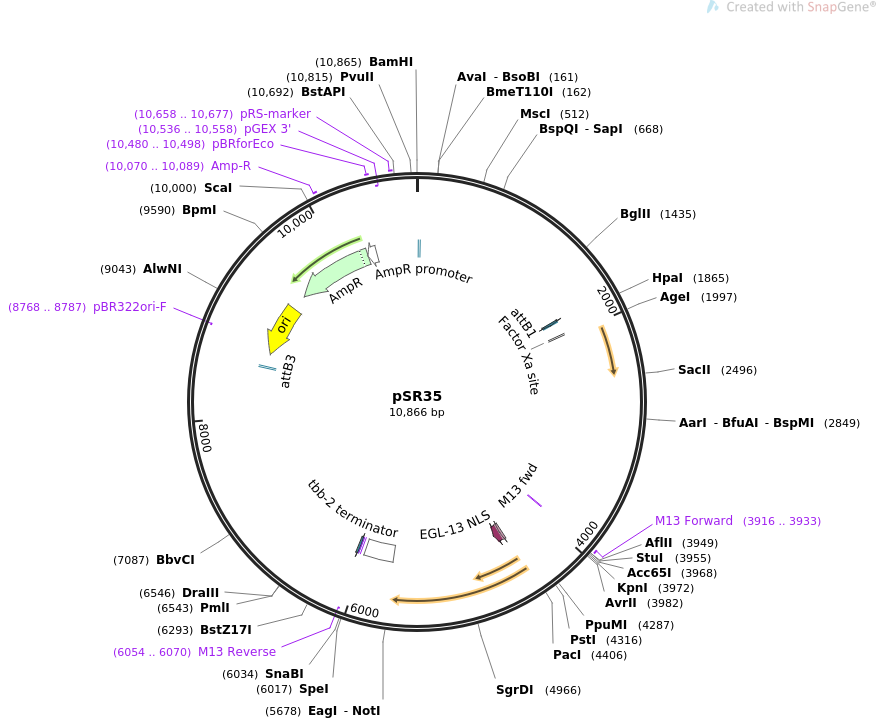 69256-plasmid-map-sequence-id-122064