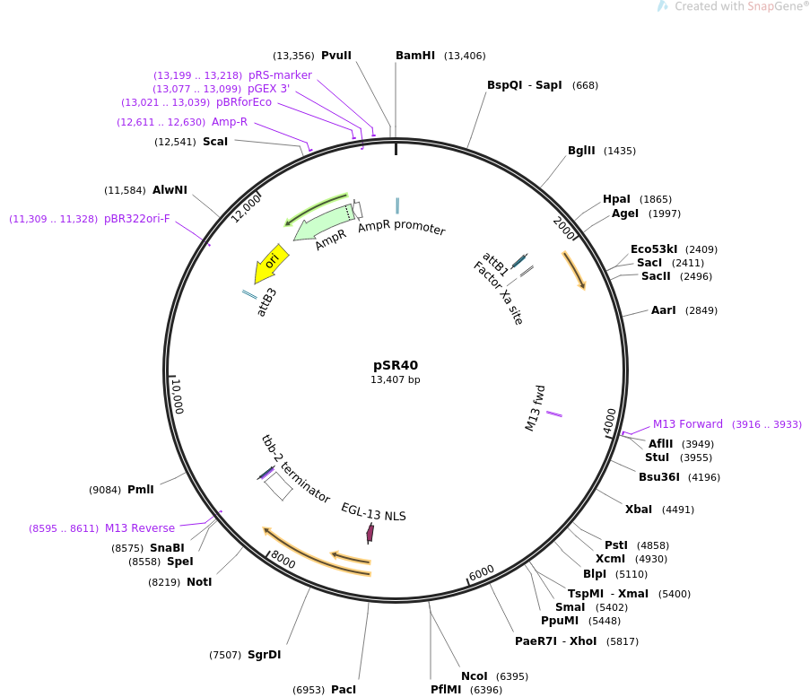 69257-plasmid-map-sequence-id-122065