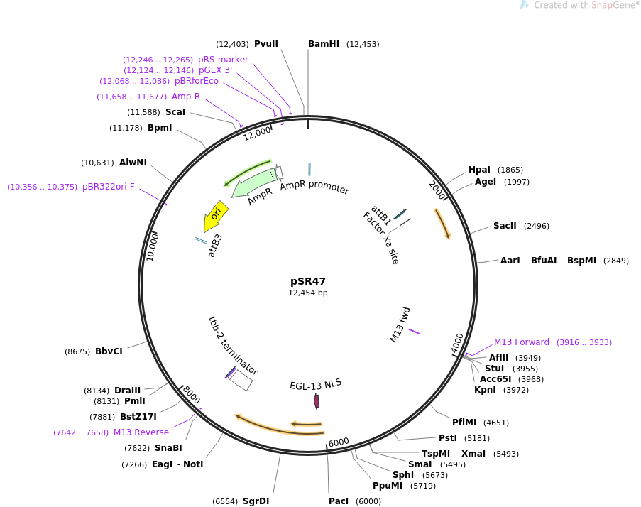 69258-plasmid-map-sequence-id-122066