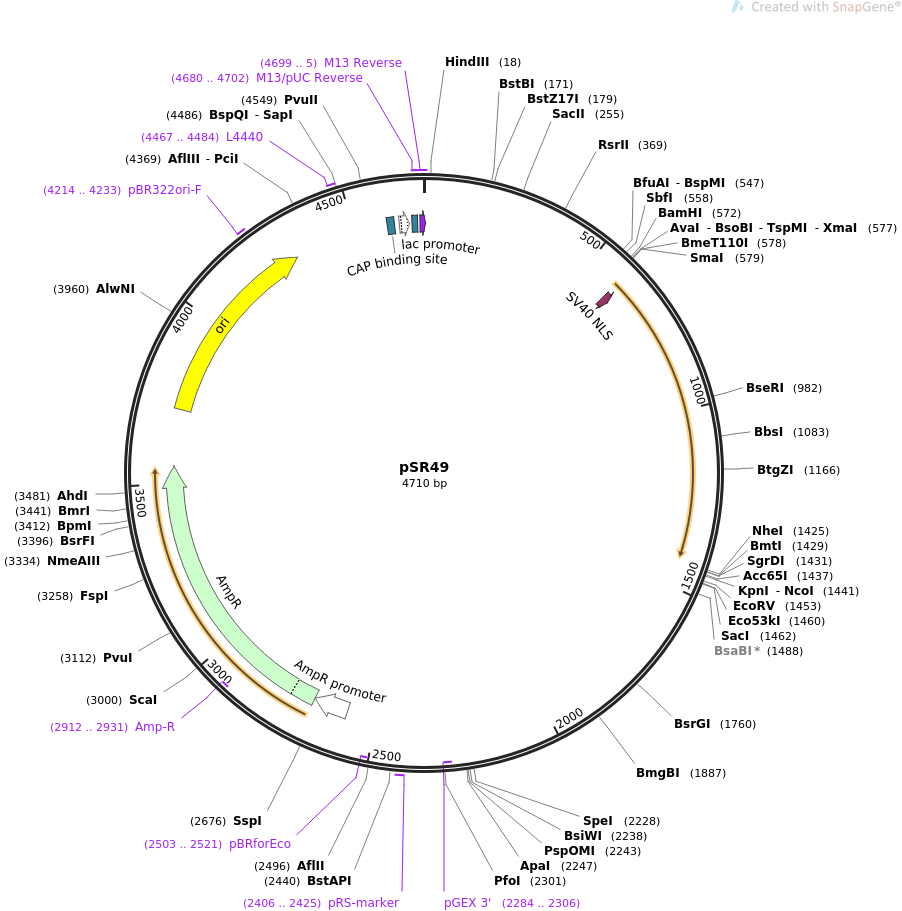 69259-plasmid-map-sequence-id-122067