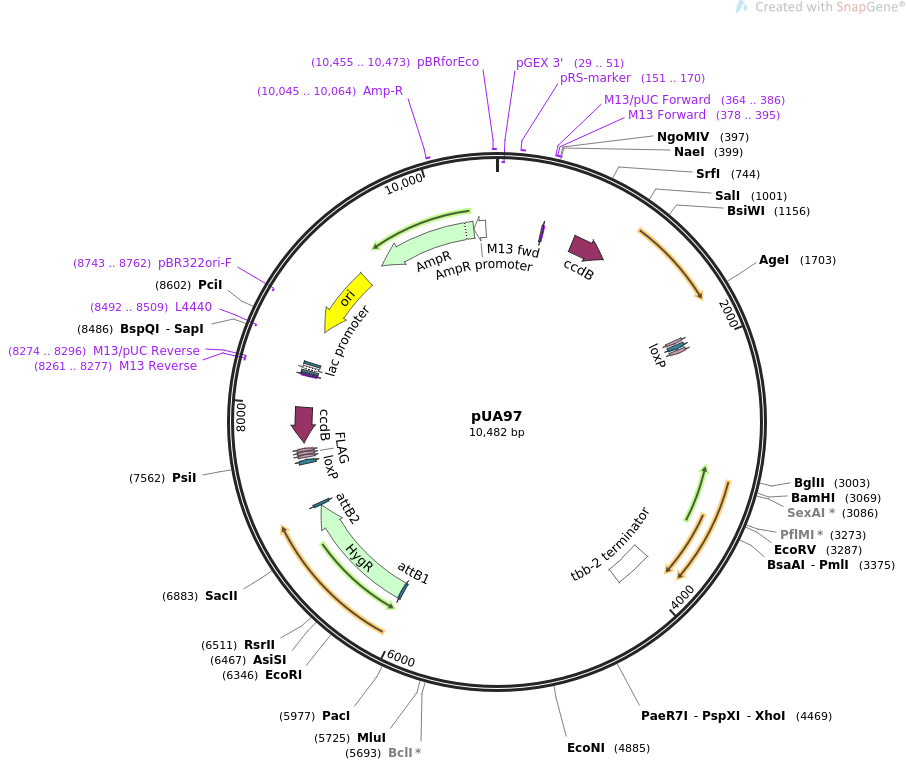 69340-plasmid-map-sequence-id-133241