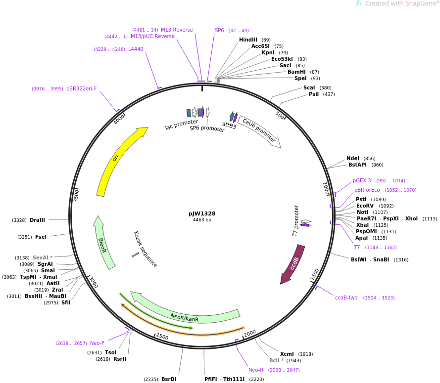 69488-plasmid-map-sequence-id-125217