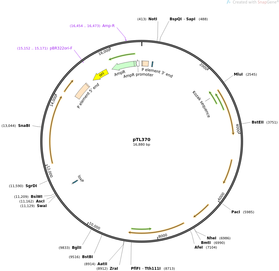 69880-plasmid-map-sequence-id-124043