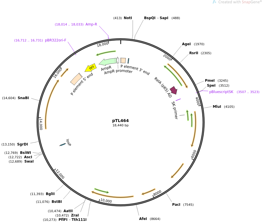 69881-plasmid-map-sequence-id-124046