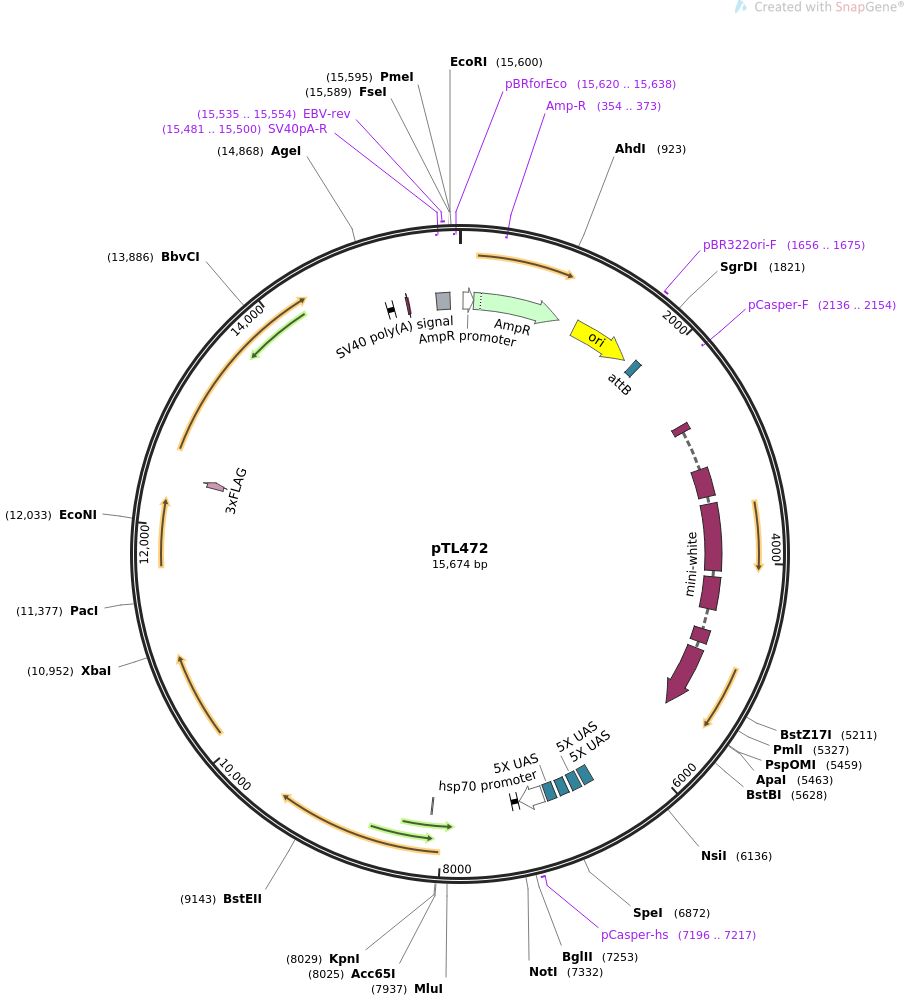 69882-plasmid-map-sequence-id-124049