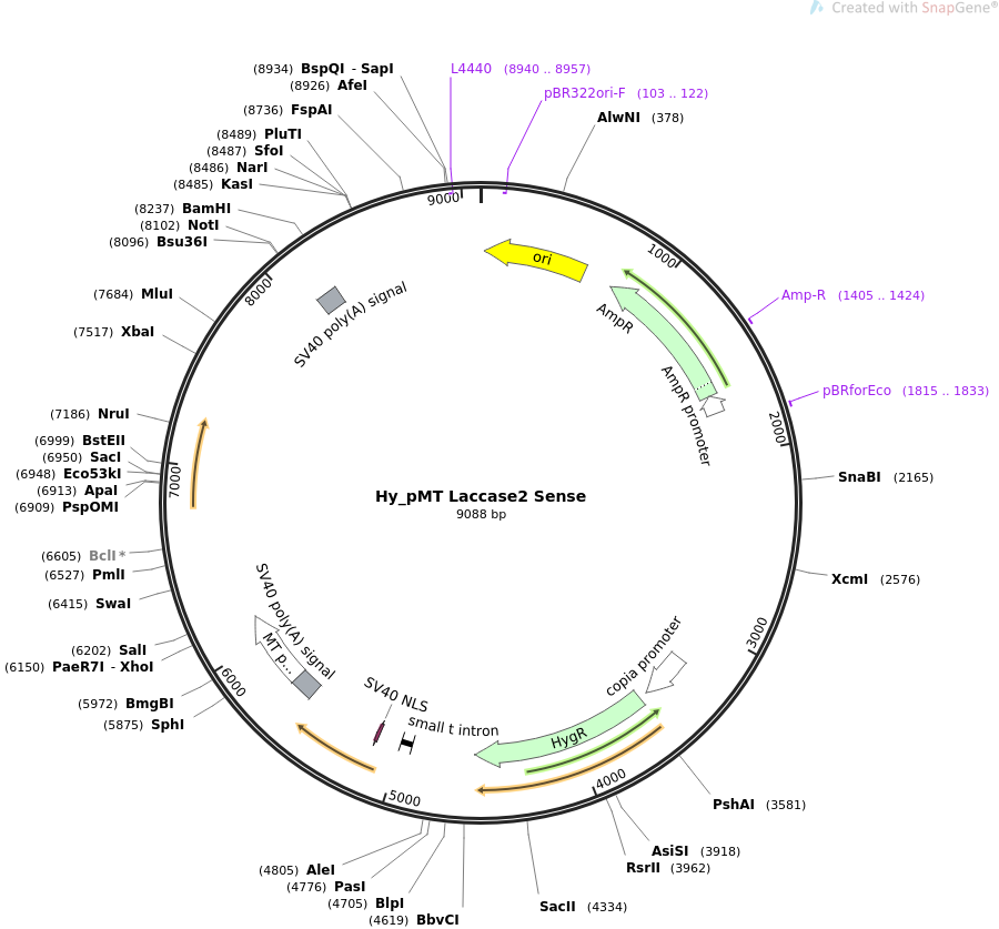 69883-plasmid-map-sequence-id-127302