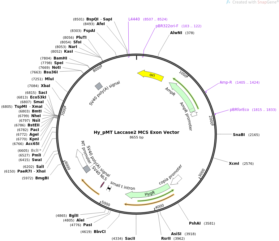 69884-plasmid-map-sequence-id-127037