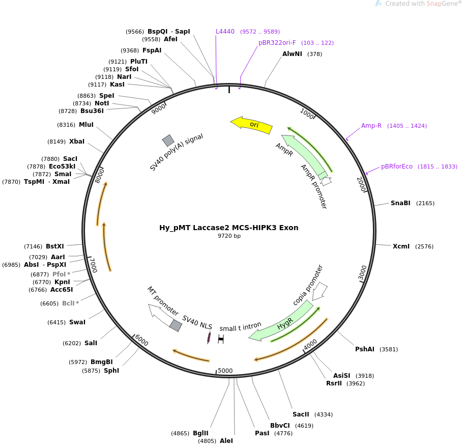 69888-plasmid-map-sequence-id-129556