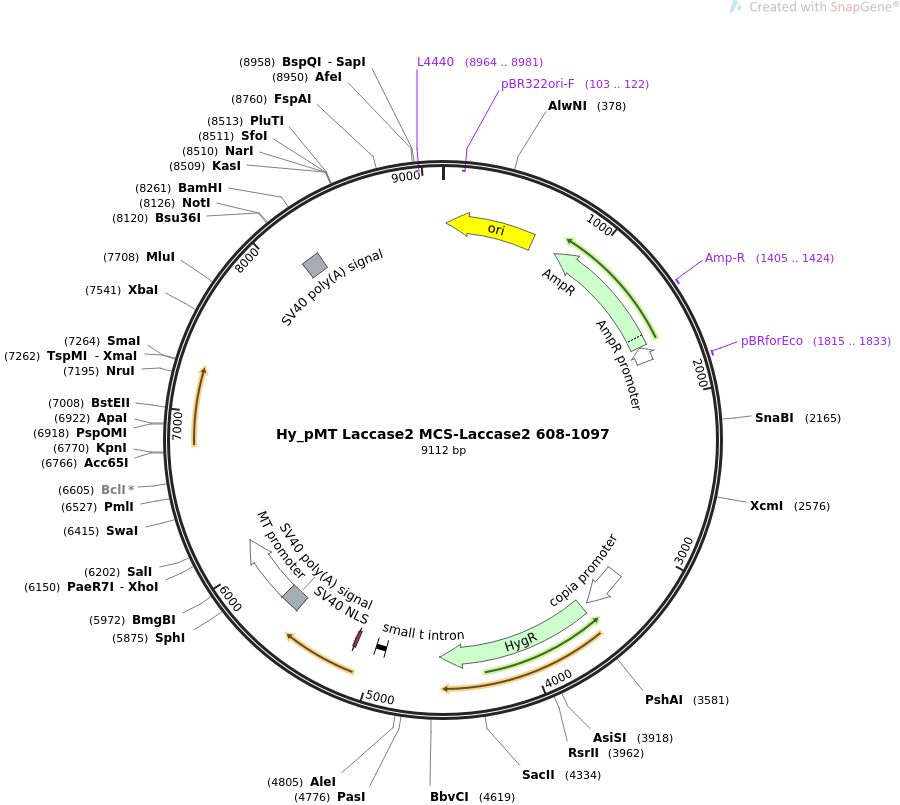 69890-plasmid-map-sequence-id-129557