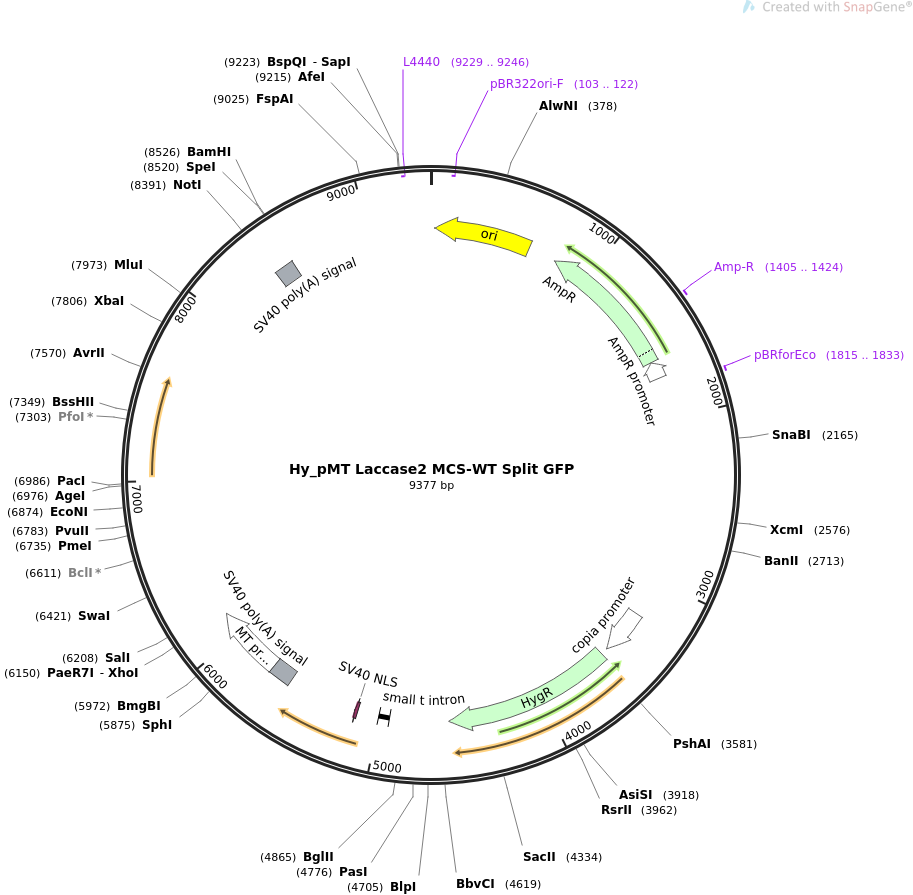 69891-plasmid-map-sequence-id-127583