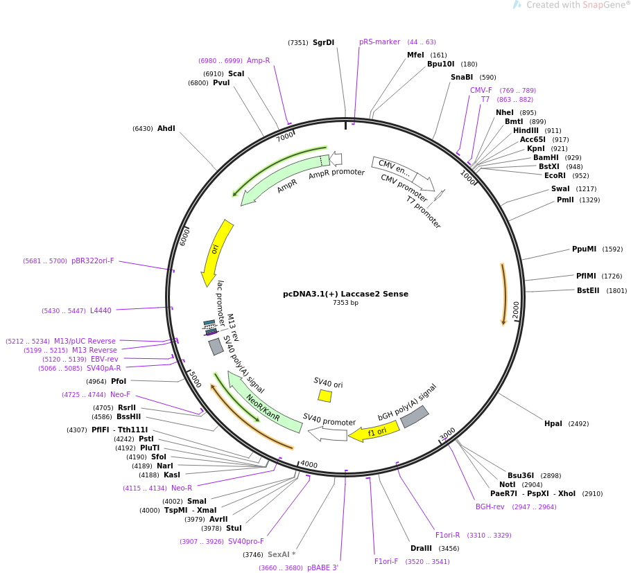 69892-plasmid-map-sequence-id-127059