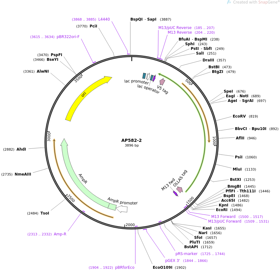 70049-plasmid-map-sequence-id-127878