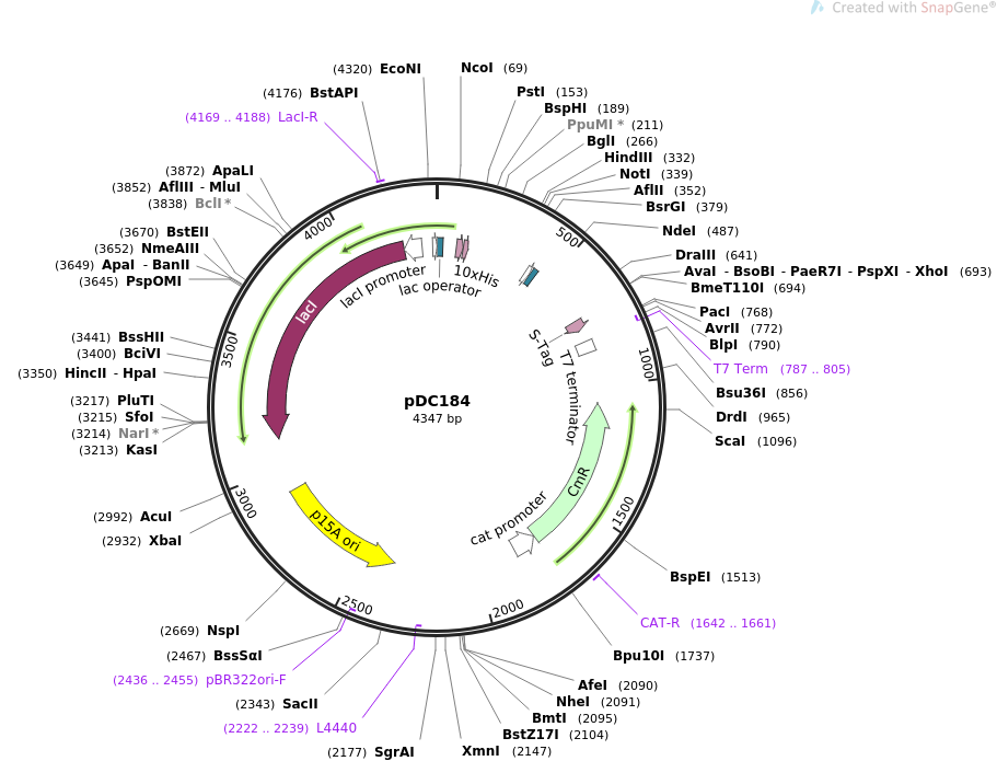 70055-plasmid-map-sequence-id-124717