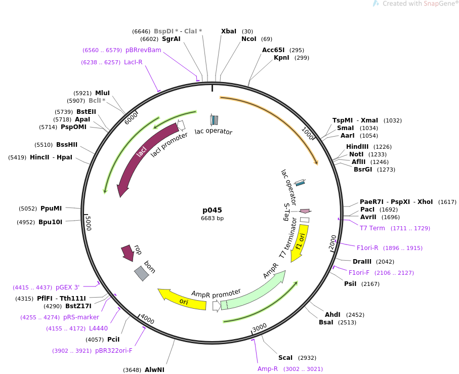 70057-plasmid-map-sequence-id-128806