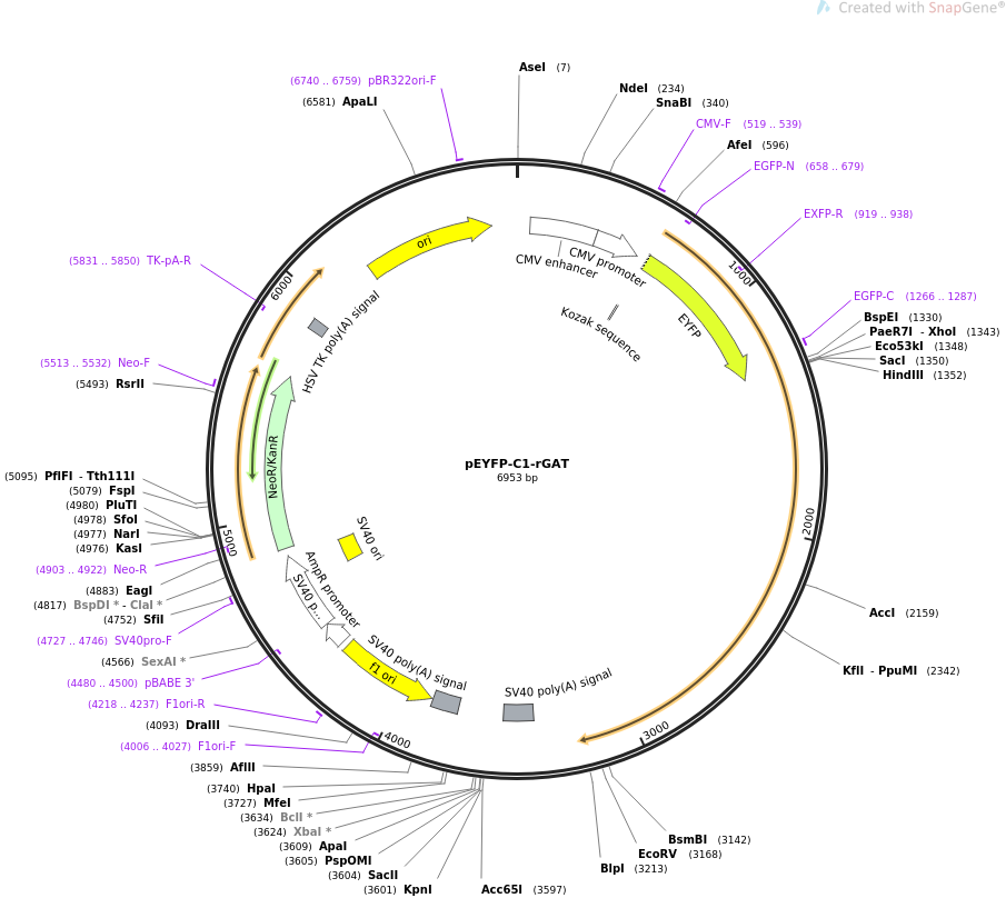 70107-plasmid-map-sequence-id-127688