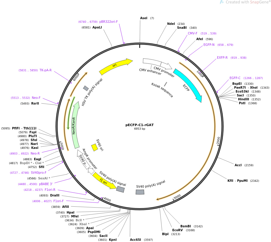 70108-plasmid-map-sequence-id-127700