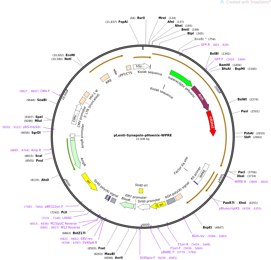 70111-plasmid-map-sequence-id-177119