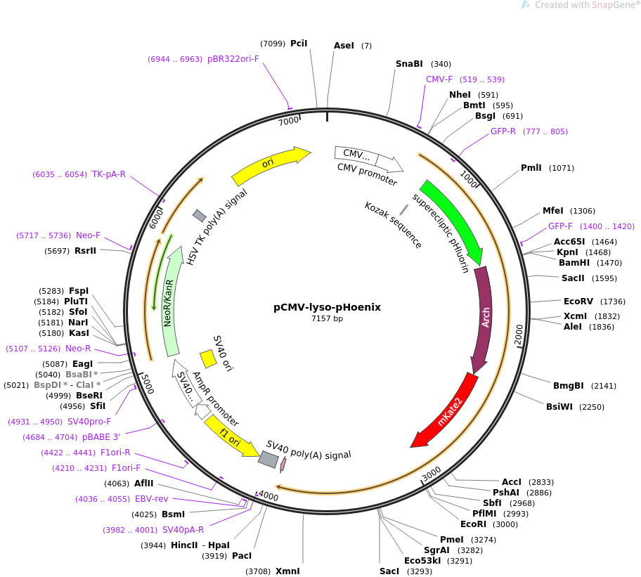 70112-plasmid-map-sequence-id-124885