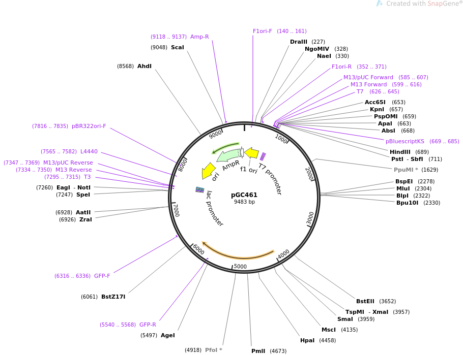 71363-plasmid-map-sequence-id-128265