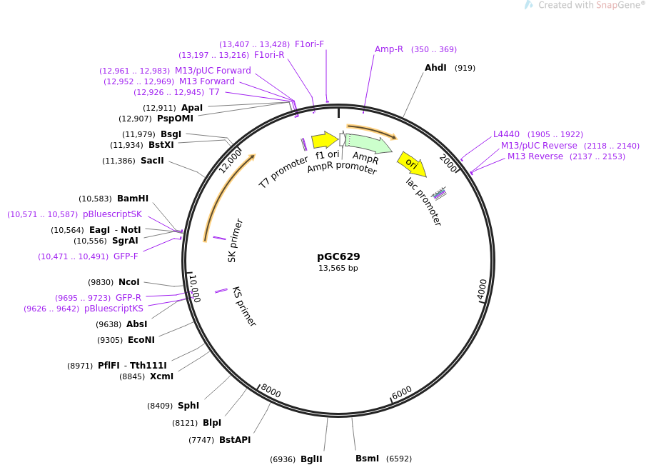 71364-plasmid-map-sequence-id-128266