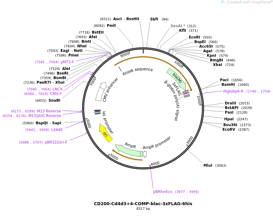 71471-plasmid-map-sequence-id-128809