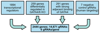 Mouse AAV CRISPR Knockout Library targeting cardiac transcriptional regulators