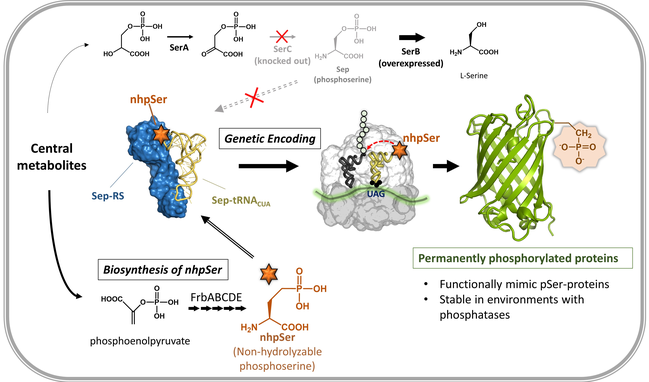 Top panel depicts a chemical structure diagram in which intracellular phosphoserine is eliminated from host cells. Bottom panel depicts a chemical structure diagram of the biosynthesis of non-hydrolyzable phosphoserine. Middle panel depicts a protein surface structure diagram of phosphoserine amino-acyl tRNA synthetase, cognate tRNA, and nhpSer, labeled “Central metabolites” with an arrow pointing right labeled “Genetic encoding”. The arrow points to a surface structure and ribbon diagram of protein translation, incorporating nhpSer into a growing polypeptide chain. Another arrow points right to a protein ribbon diagram labeled “Permanently phosphorylated proteins: functionally mimic pSer-proteins and are stable in environments with phosphatases”.