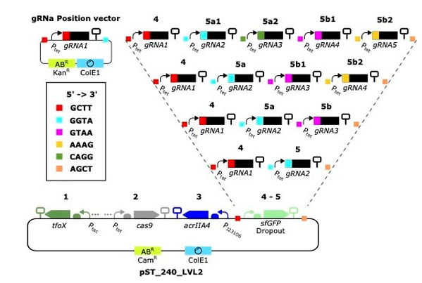 Schematic for inserting gRNAs into NT-CRISPR plasmids