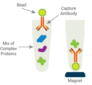 In immunoprecipitation, a capture antibody is attached to a magnetic bead and then incubated with a mix of complex proteins. A magnet is used to separate the bead/antibody/protein-of-interest complex from the rest of the protein. 