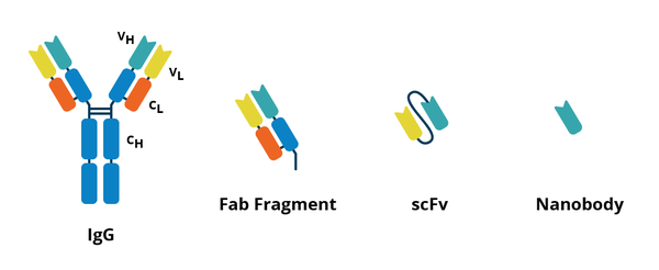 Fab fragments, scFvs, and nanobodies are all smaller fragments of an antibody.