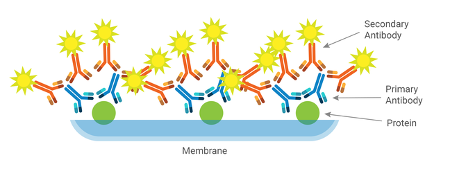 In a western blot, a protein is immobilized on a membrane, bound by a primary antibody, which is then bound by multiple secondary antibodies conjugated to a signaling molecule.