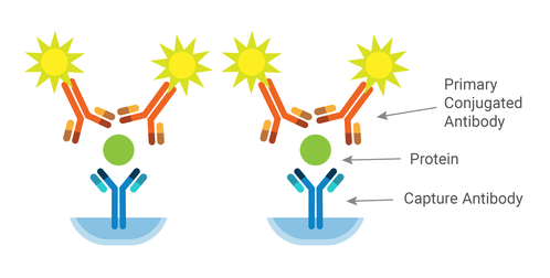 In a sandwich ELISA, the capture antibody is tethered to the well and binds the protein of interest. This protein is then detected by a primary conjugated antibody.