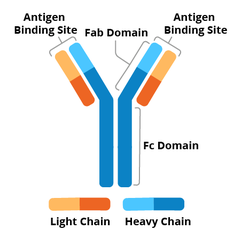 Structure of an antibody, as described in the text