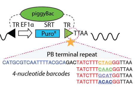 A schematic of a piggyBac transposon plasmid inserted into the genome, with the component parts (terminal repeats, promoter, reporter, transposase, genomic DNA) shown as shapes. The right piggyBac terminal repeat is detailed to show the full terminal repeat (TR) sequence with four different barcode examples (CTAG, CAAC GCAT, ACAC) within the 13 bp terminal repeat region.