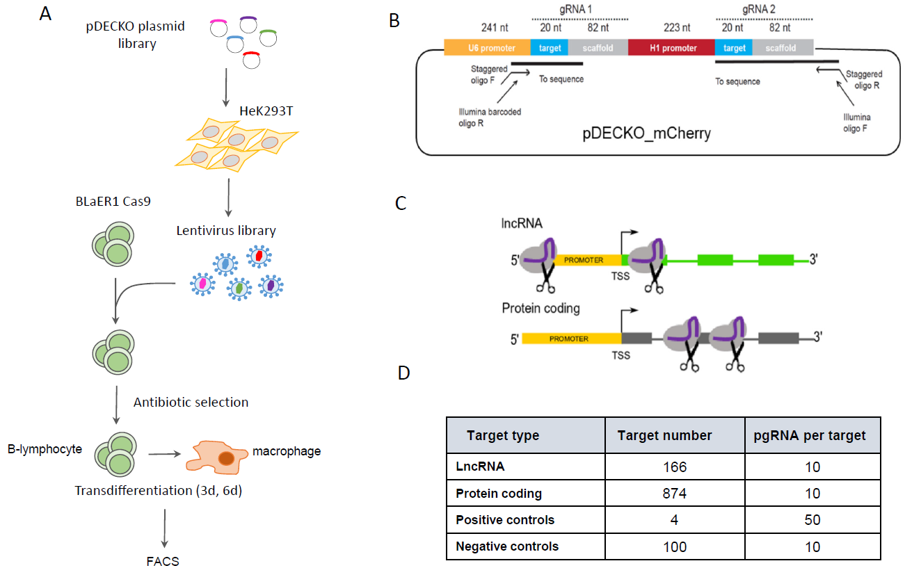 Schematic of plasmid library design and function