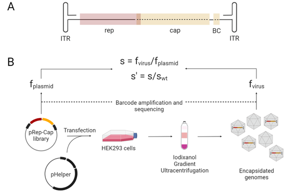 The figure has two parts, A and B. Part A is a schematic of the AAV2 rep and cap genes as linear DNA between left and right inverted terminal repeats. Part B depicts the library production assay. The pHelper plasmid and the pRep-Cap library are shown as circular plasmids that are transfected into HEK293 cells (shown as a flask). Cells are Iodixanol Gradient Ultracentrifuged (shown as a centrifugation tube with bands of color) and encapsidated genomes (shown as hexagonal viral particles, with 4 of the 6 containing the DNA) are separated. The Library (f sub plasmid) and Virus (f sub virus) are barcode amplified and sequenced with arrows pointing up towards these two formulas: S equals F sub virus divided by F sub plasmid and s primed equals S divided by s wild type.