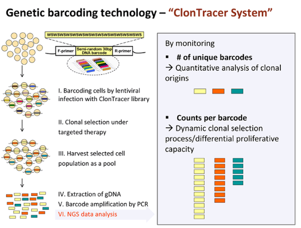 Diagram of how clontracer library works