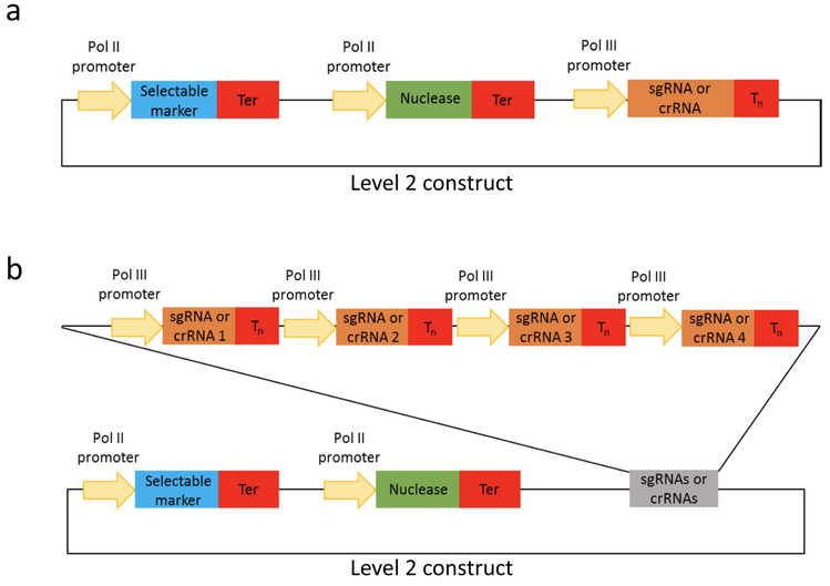 CRISPR Cas Construction