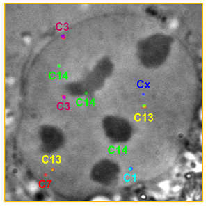 Fluorescent cell labeling using CRISPR rainbow