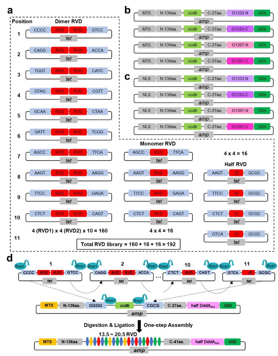 Four separate diagrams labeled (a) through (d) that show the structure of the RVD library, the backbone plasmids into which the modules are cloned, and the one-step assembly of the modules into a DdCBE expression plasmid. Figure (a) shows RVD modules that are included in the kit and Figures (b) and (c) depict eight backbone plasmids into which the modules can be cloned. These are not included in the kit but are available as accessory plasmids. Figure (d) depicts how the BsaI cloning sites flanking each RVD module allow one-step assembly of multiple RVD modules into a backbone plasmid to generate a DdCBE expression vector. 