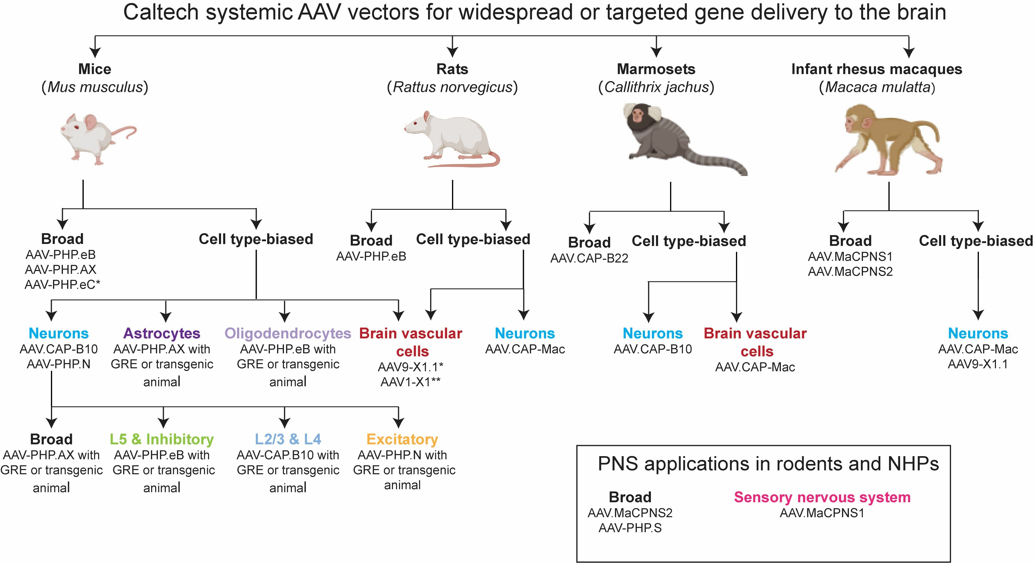 AAV decision tree. Described under the heading Text Description for the AAV Decision Tree