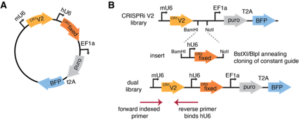 The schematic has two parts, A and B. Part A shows a circular plasmid with mU6 promoter, CR1V2, hU6 promoter, CR3fixed, EF1a promoter, puro, t2A, and BFP features labelled. Part B shows 3 linear pieces of DNA. The top one is labelled CRISPRi V2 library and from left to right contains mU6 promoter, CR1V2, BamHI site, NotI site, EF1a promoter, puro, T2A, and BFP features. Dotted lines from the cut sites lead to the middle piece of DNA  labelled insert. From left to right the insert contains the BamHI site, hU6 promoter, CR3fixed, and NotI site. Next to the middle DNA is labelled BstXI/BlpI annealing and cloning of constant guide. The bottom piece of DNA, labelled dual library, contains all of the features from left to right listed in the plasmid. Under the mU6 promoter is the forward indexed primer depicted as an arrow pointing from left to right. Under the hU6 promoter is the reverse primer (binds hU6) depicted as an arrow pointing from right to left.