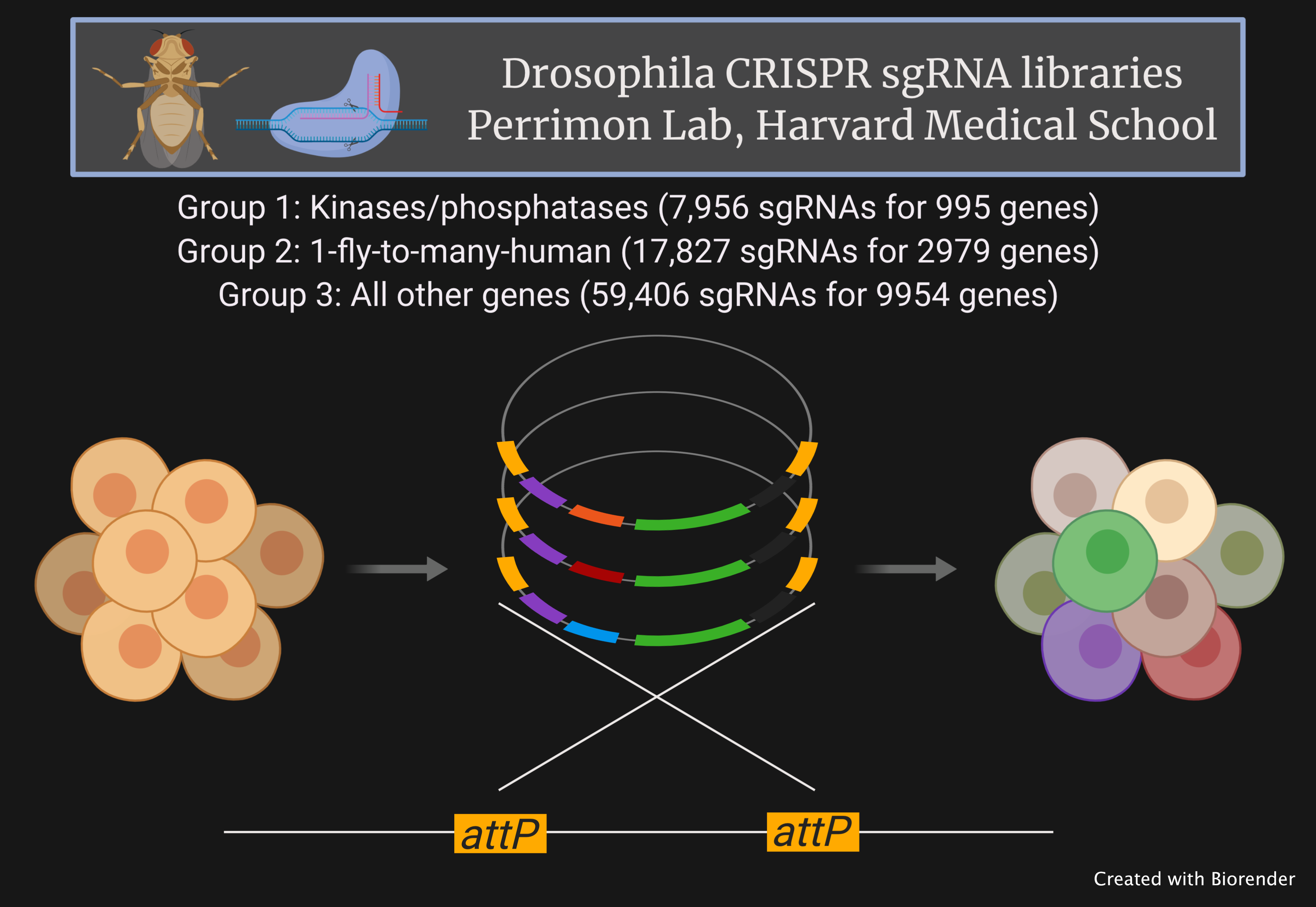 Perrimon Lab Drosophila CRISPR Pooled Libraries