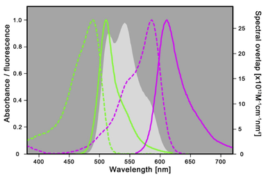 spectral properties of EGFP mCherry pairs