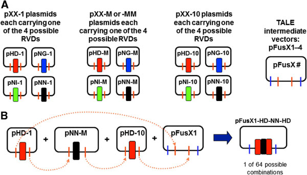 Ekker Lab Diagram for FusX TALEN Kit