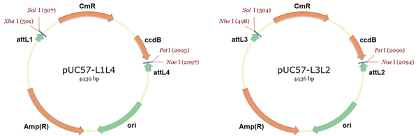 Grefen Lab Entry vectors