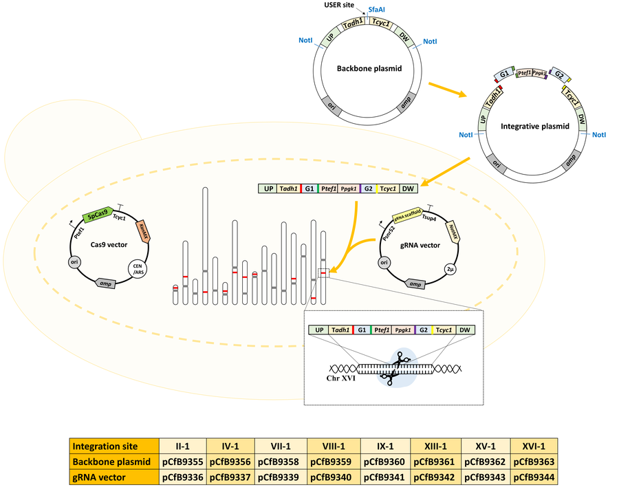 Schematic for use of the Expanded EasyClone-MarkerFree toolkit