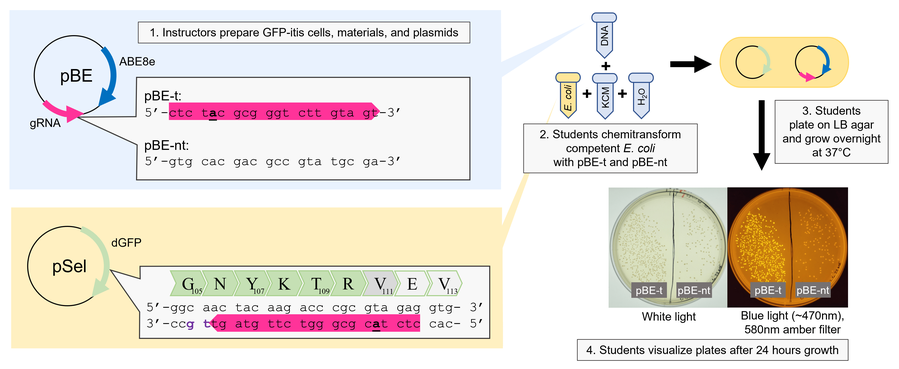 A microcentrifuge tube labelled DNA is shown above three other microcentrifuge tubes (labelled from left to right, E. Coli, KCM, and H2O) all separated by plus signs. A zoomed in panel from the DNA tube reads, “1. Instructors prepare GFP-itis cells, materials, and plasmids” and shows the pBE plasmid containing ABE8e and gRNA features. The pBE-t and pBE-nt gRNA sequences are shown 5’ to 3’ with the pBE-t sequence highlighted and an an underlined. Another zoomed in panel from the E. Coli microcentrifuge tube shows the pSel plasmid containing dGFP with the dsDNA sequence shown and the amino acid sequence above it. The same sequence is highlighted (and the a  underlined), on the bottom strand of the dsDNA. Under the 4 microcentrifuge tubes it reads “2. Students chemitransform competent E. Coli with pBE-t and PBE-nt.” An arrow from the 4 microcentrifuge tubes to the right leads to a schematic of the two plasmids and another arrow down, labelled “3. Students plate on LB agar and grow overnight at 37 degrees Celsius”, leads to two photos of a Petri dish visualized with white light or Blue light (~470nm) 580 amber filter. Underneath the Petri dish photos reads “Students visualize plates after 24 hours growth.” The Petri dish is divided in half and streaked with pBE-t on the left and pBE-nt on the right. pBE-t cells glow bright under blue light.