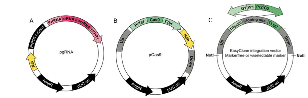 EasyClone CRISPR/Cas9